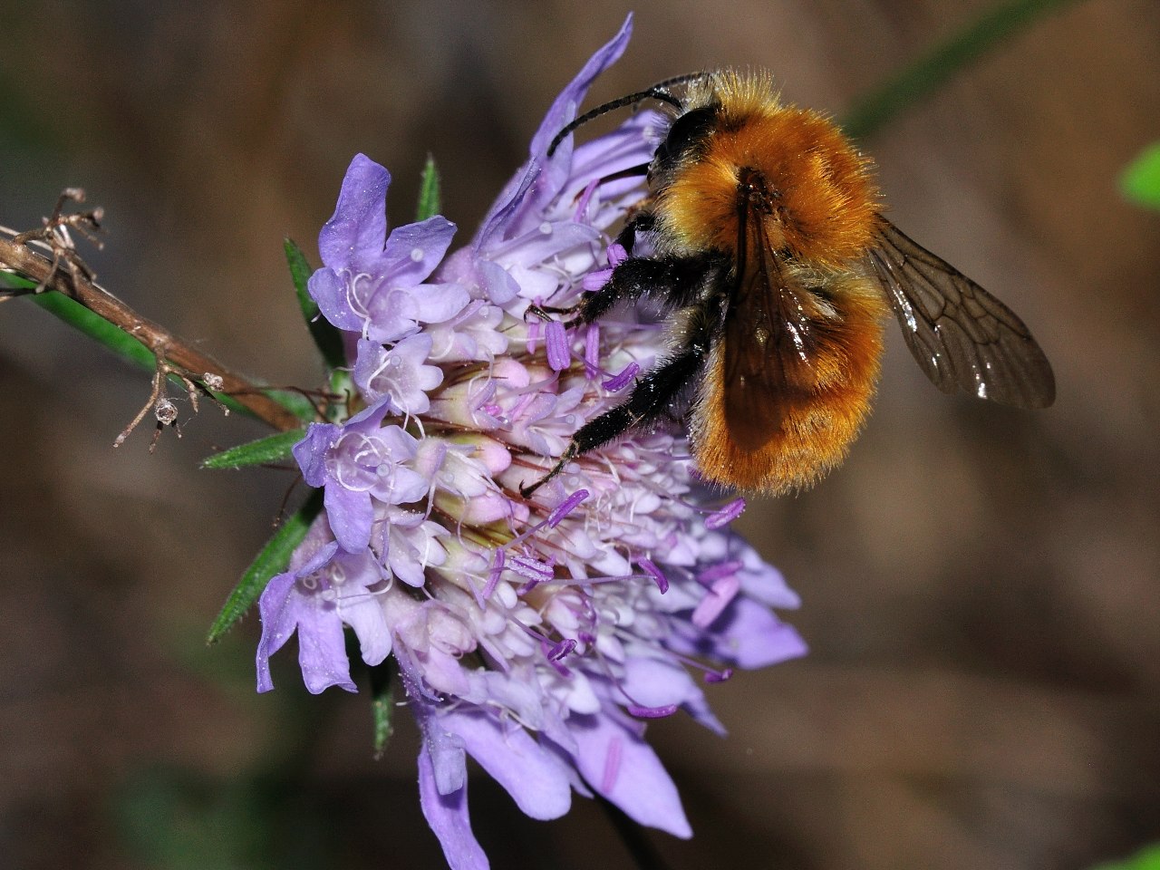 Bombus cfr pascuorum